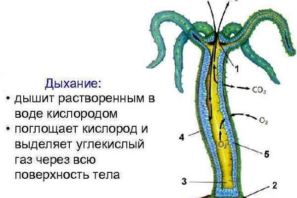 Кракен ссылки онлайн