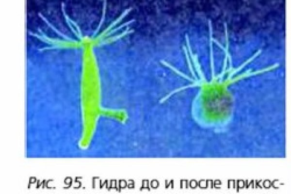 Кракен сайт ссылка тор браузере